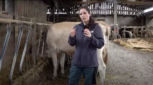 Le monde sensoriel des bovins